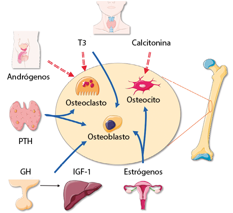 Papel de la célula grasa en el riesgo cardiovascular - ScienceDirect