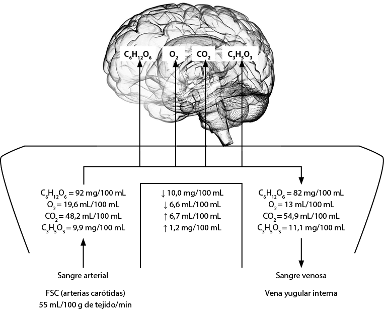 Brain Test, Nivel 367, Quiere tener grandes musculos, Explicado Español