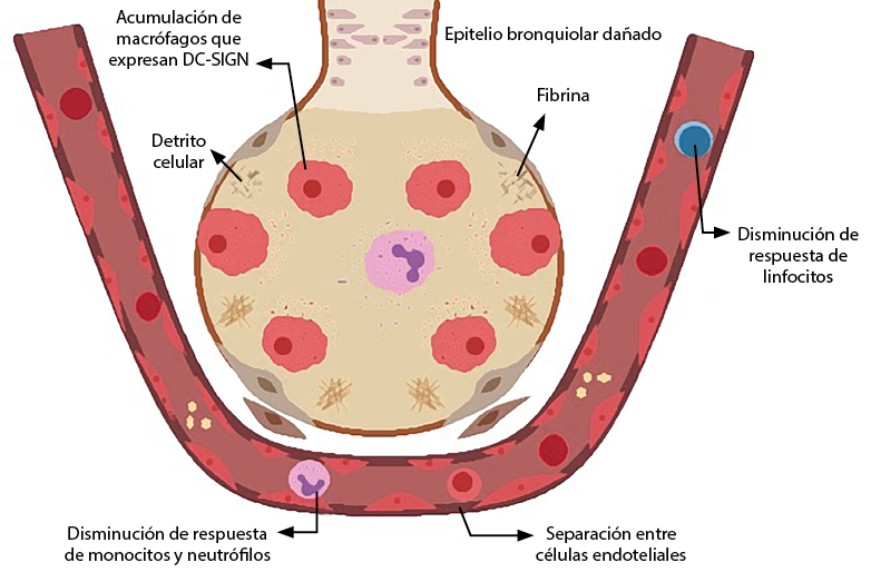 InBody - Última tecnología en análisis de composición corporal -  Nutricionista Cáceres. Centro de Nutrición en Cáceres La Primera Medicina